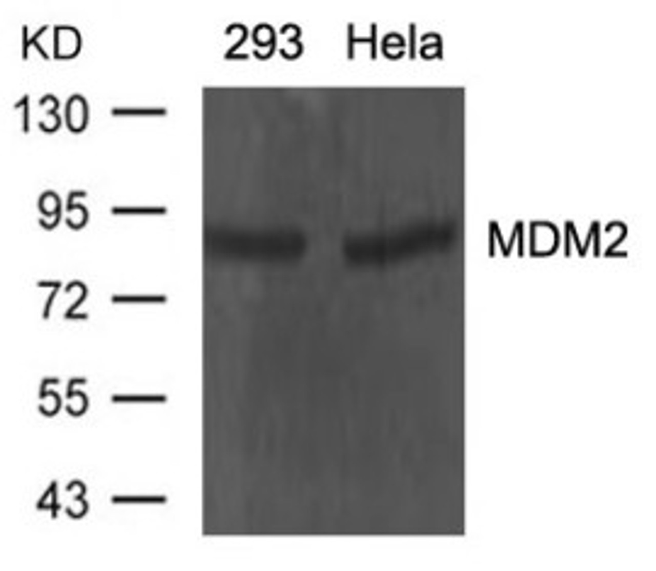 Western blot analysis of lysed extracts from 293 and HeLa cells using MDM2 Antibody.