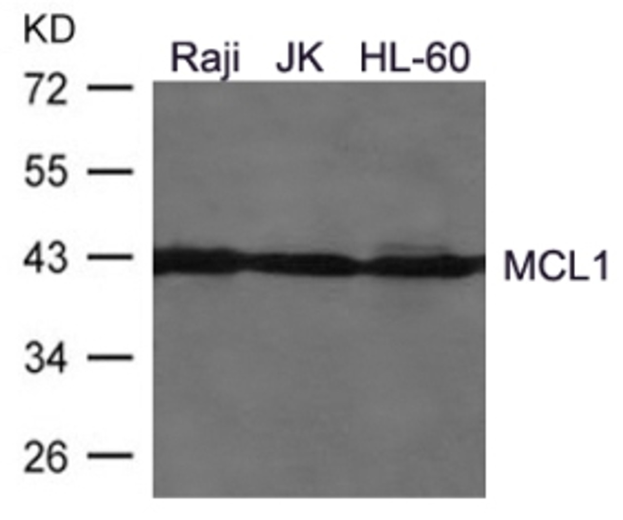 Western blot analysis of lysed extracts from Raji, JK, HL-60 cells using MCL1 Antibody.