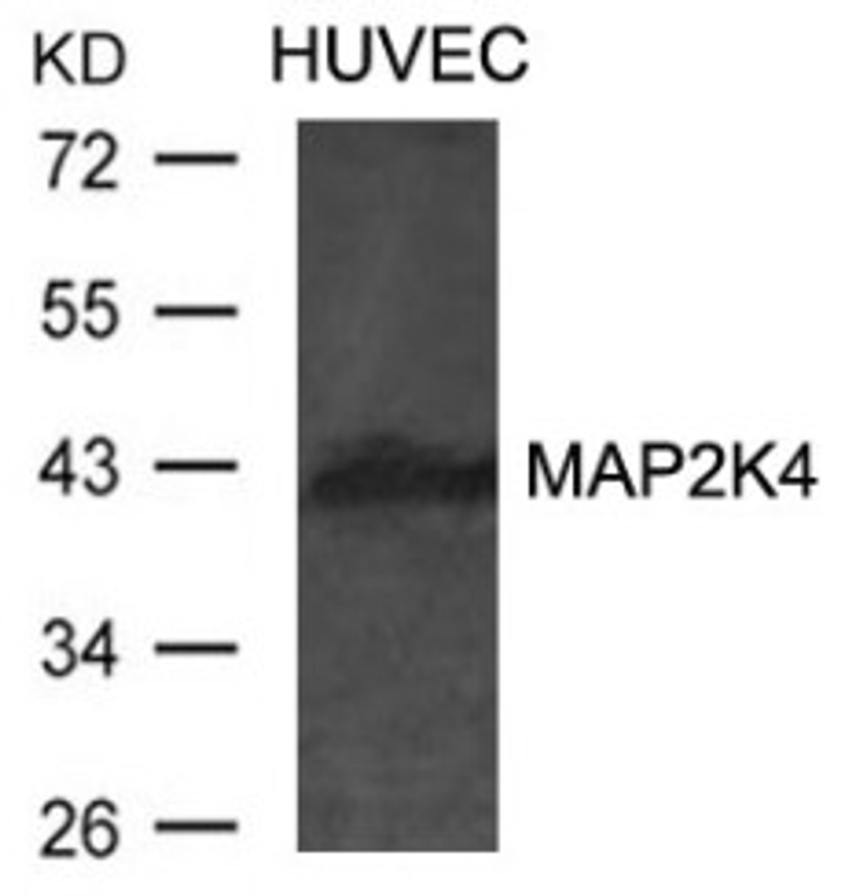 Western blot analysis of lysed extracts from HUVEC cells using MAP2K4 Antibody.