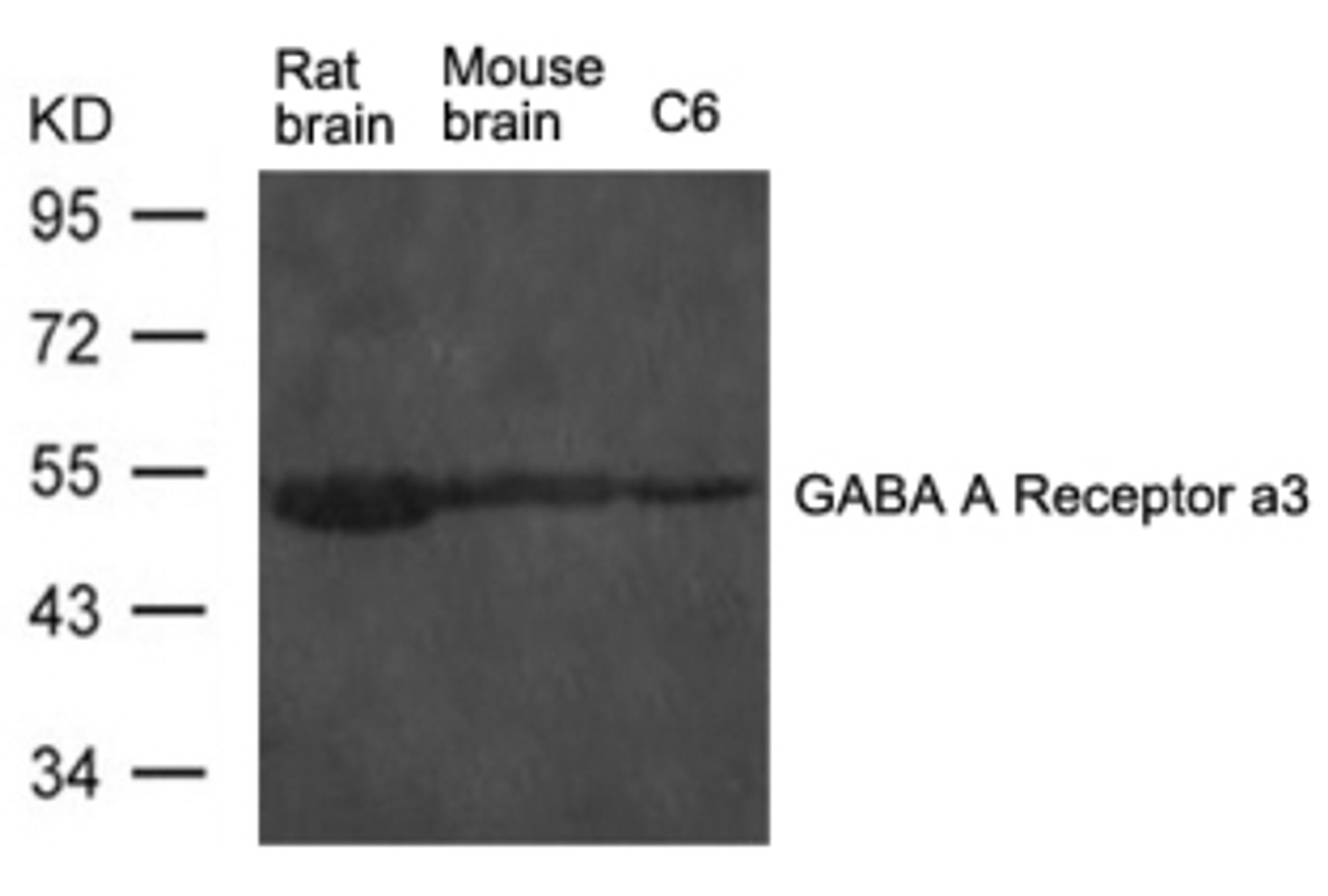 Western blot analysis of extract from rat brain and mouse brain tissue and C6 cells using GABA A Receptor a3 Antibody.