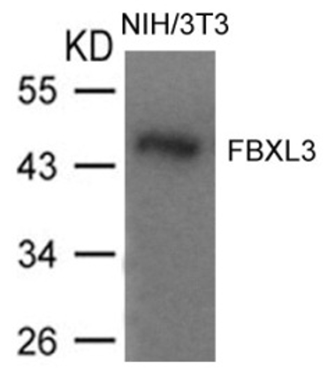 Western blot analysis of lysed extracts from NIH/3T3 cells using FBXL3 Antibody.
