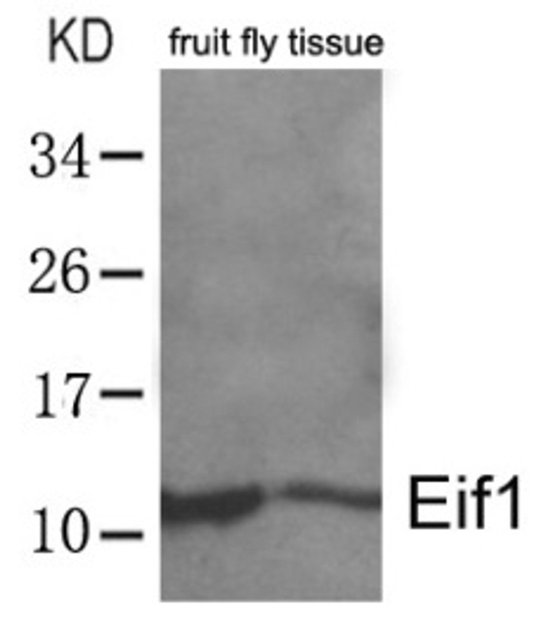 Western blot analysis of lysed extracts from whole fruit fly (drosophila melanogaster) tissue lysate using Eif1 Antibody.