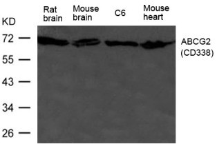 Western blot analysis of extract from HL-60 cells using ABCG2 (CD338) Antibody.
