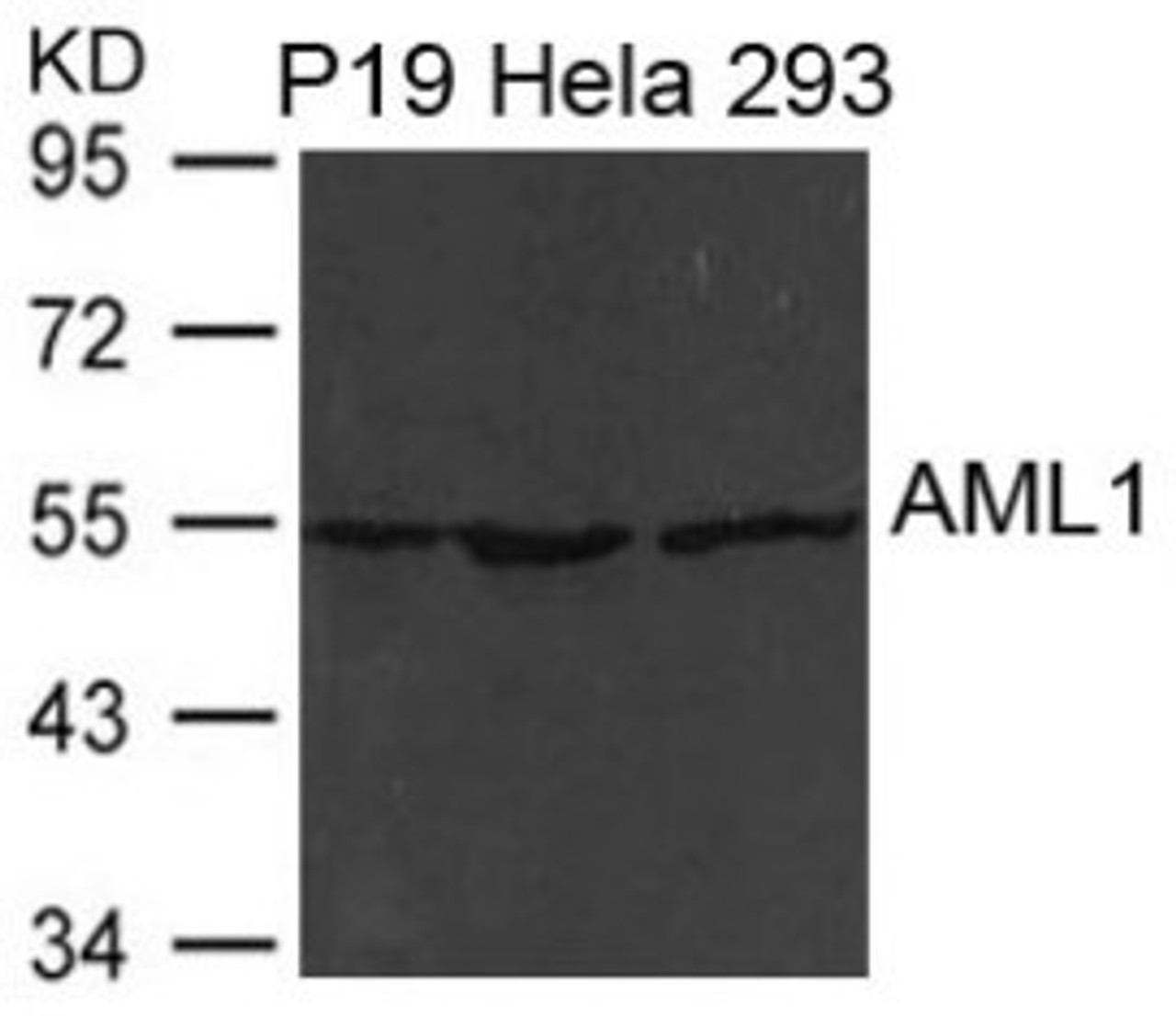 Western blot analysis of extract from P19, HeLa and 293 cells using AML1 (RUNX1) .