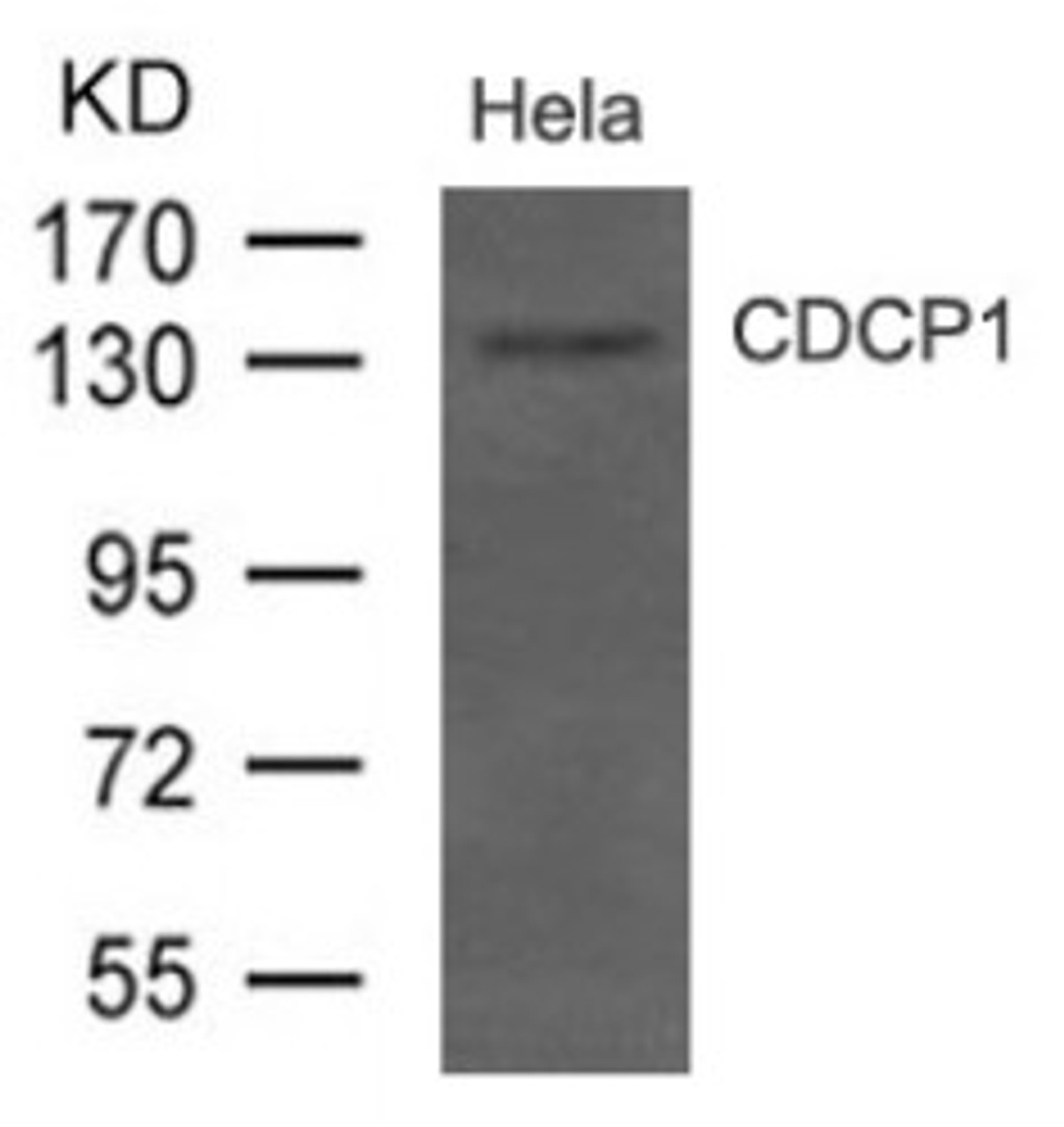 Western blot analysis of extract from HeLa cells using CDCP1 (CD318) .