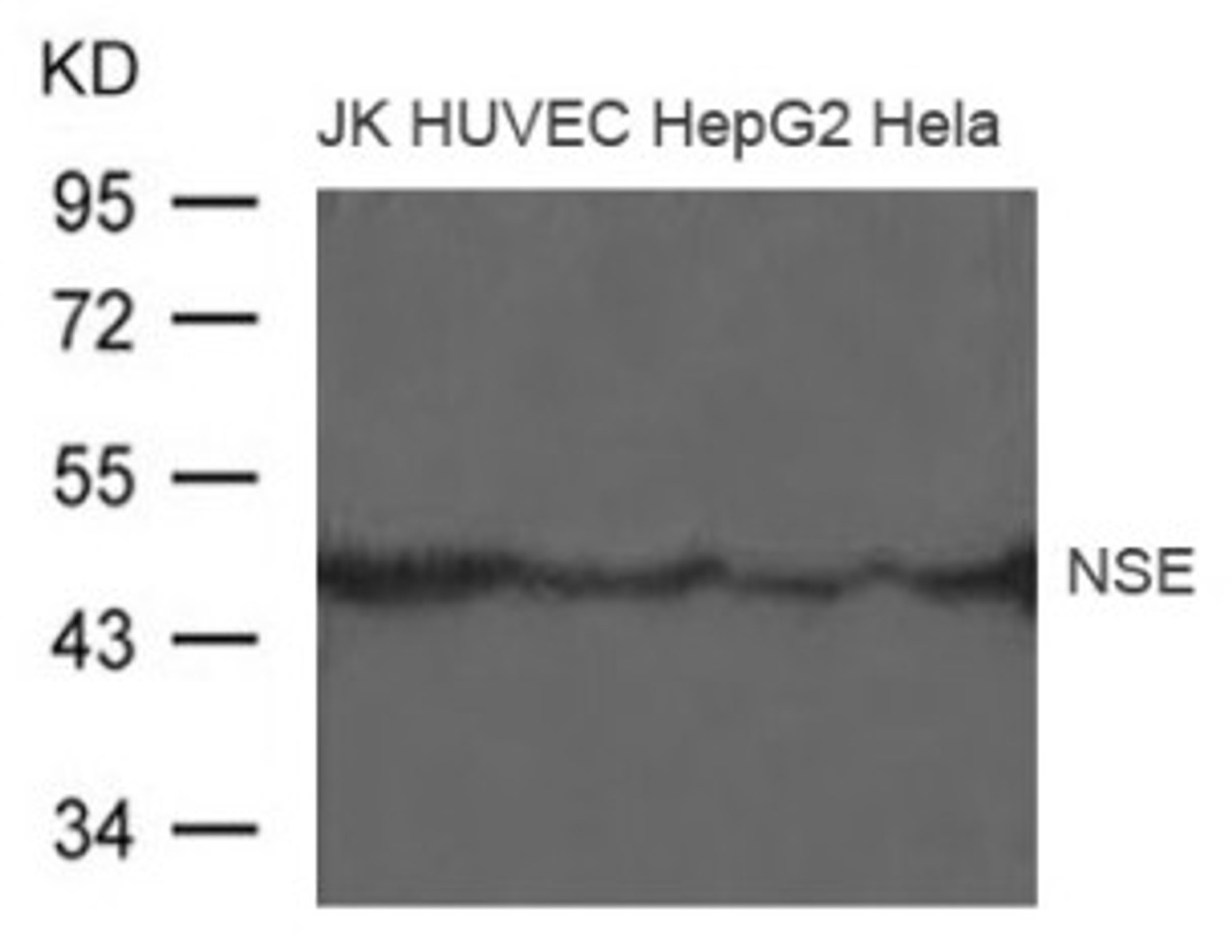 Western blot analysis of extract from JK, HUVEC, HepG2 and HeLa cells using NSE Antibody.