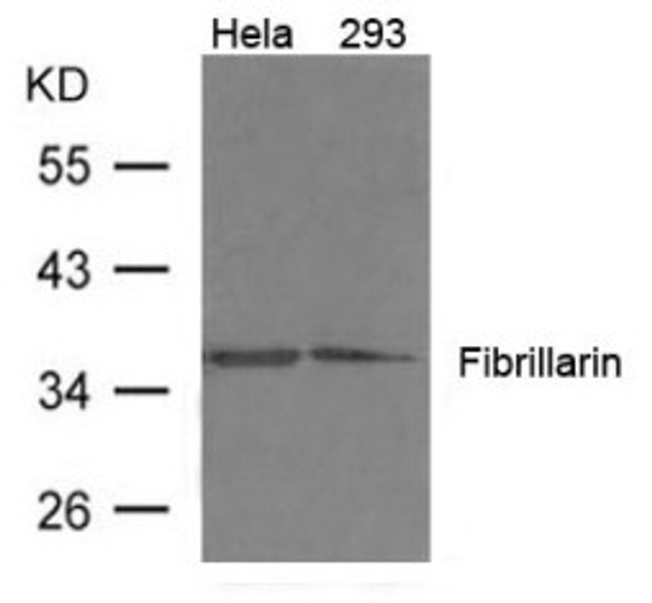 Western blot analysis of extract from 293, HeLa cells using Fibrillarin Antibody.