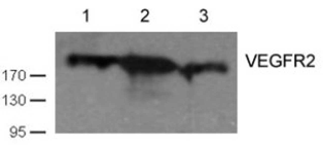 Western blot analysis of cell lysates using VEGFR2 (Ab-1059) antibody Lane 1 and 2: Huvec cell; Lane 3 HT29 cell)