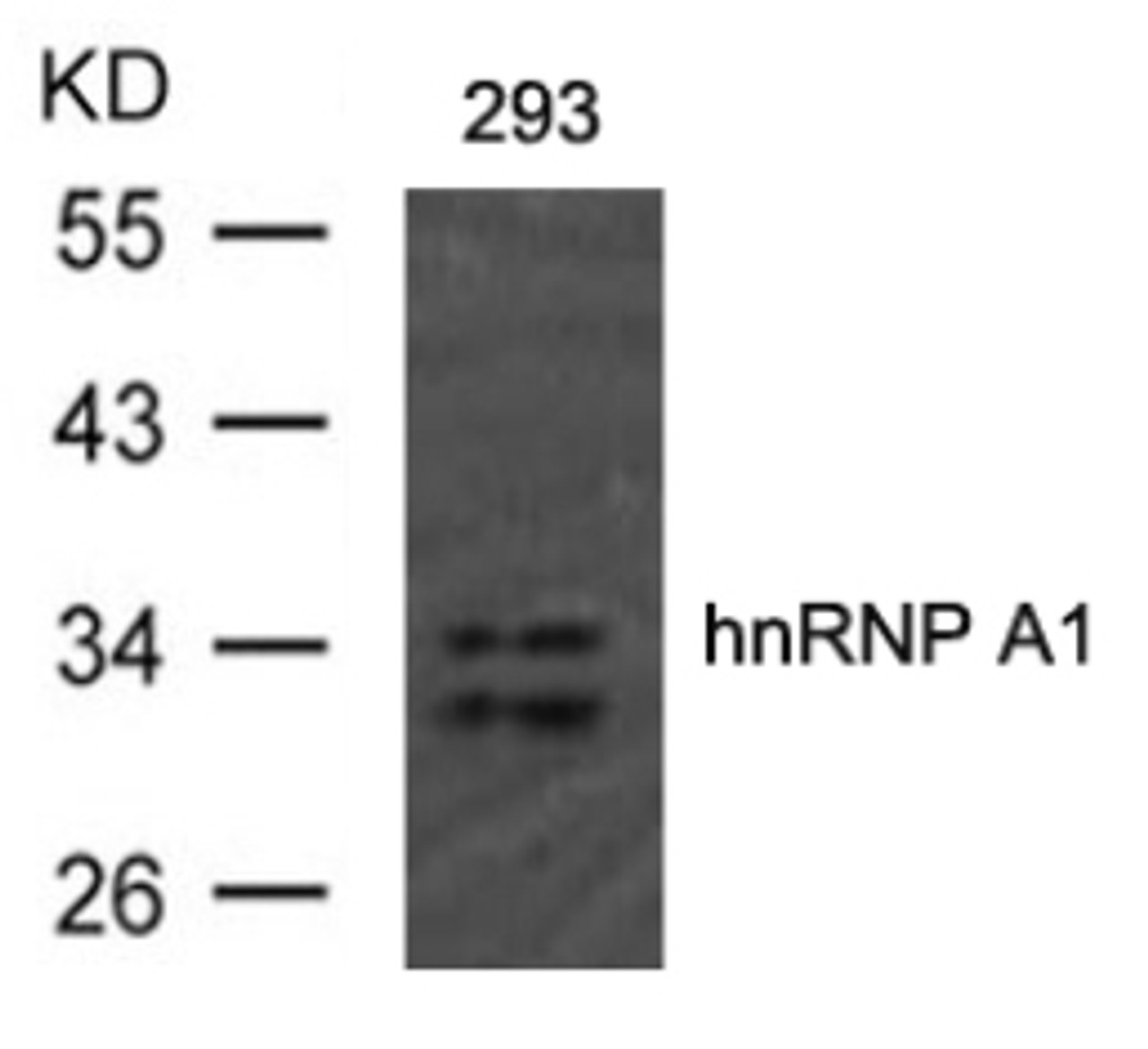 Western blot analysis of extract from 293 cells using hnRNP A1 (Ab-192) .