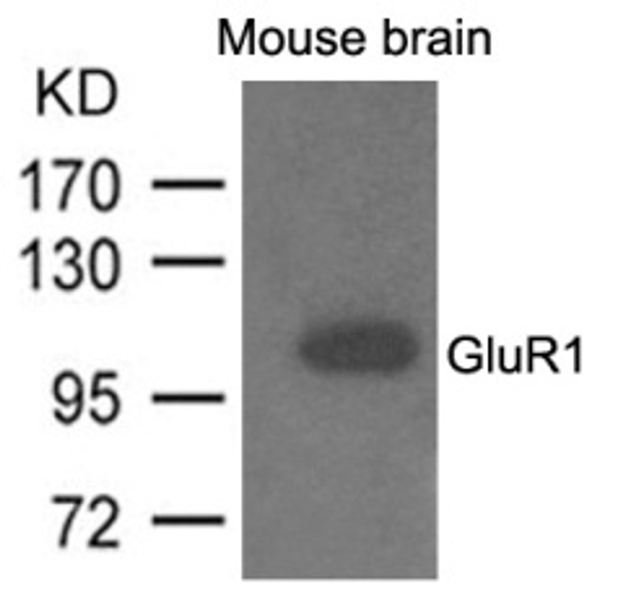 Western blot analysis of lysed extracts from mouse brain and using GluR1 Antibody.