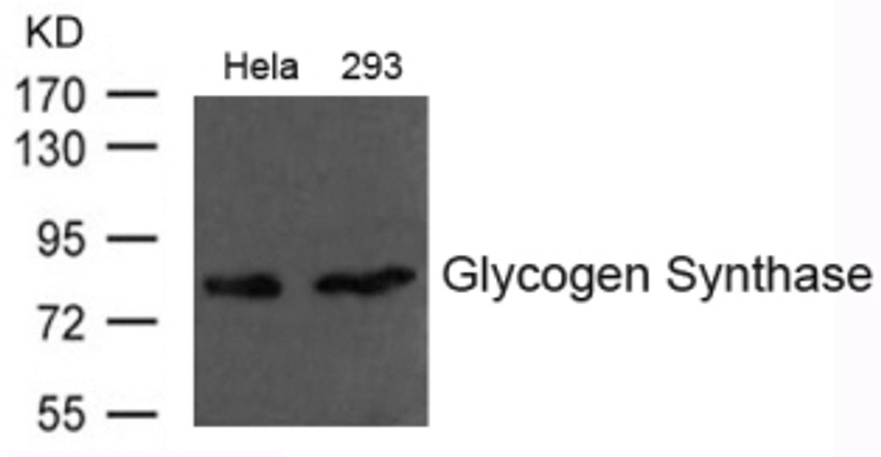 Western blot analysis of extract from HeLa and 293 cells using Glycogen Synthase Antibody.