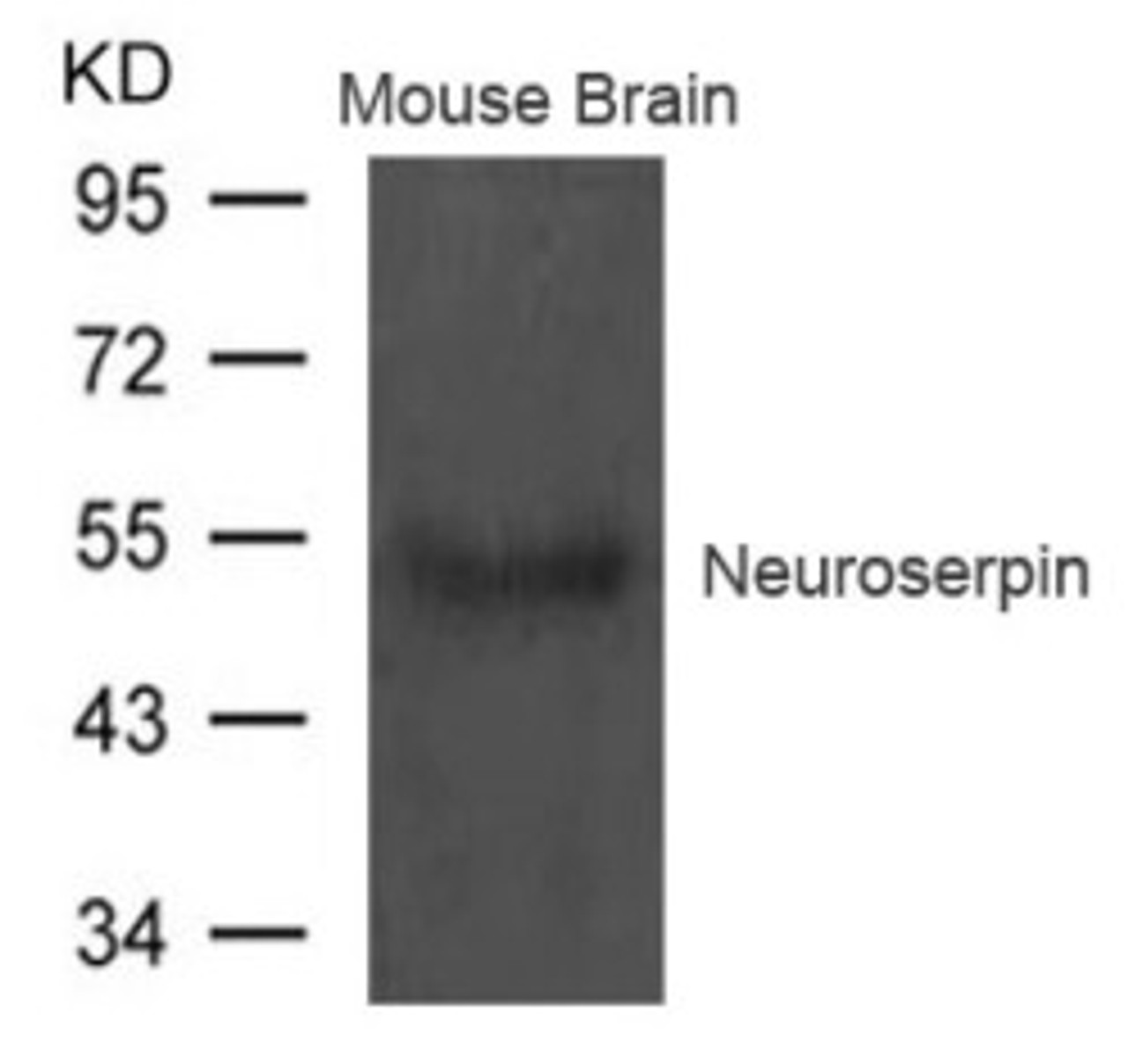 Western blot analysis of extract from Mouse brain tissue using Neuroserpin Antibody.