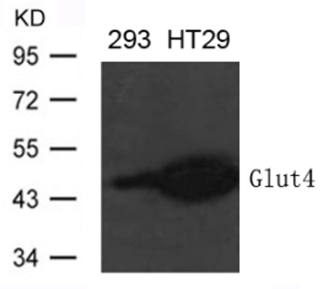 Western blot analysis of extract from 293 and HT-29 cells using Glut4 Antibody.