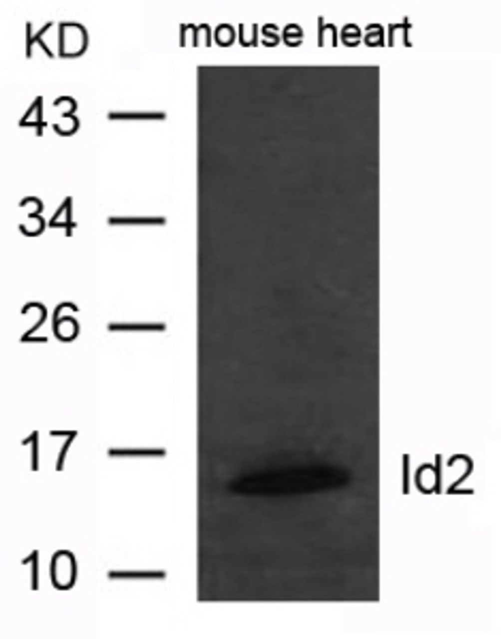 Western blot analysis of extract from mouse heart tissue using Id2 Antibody.