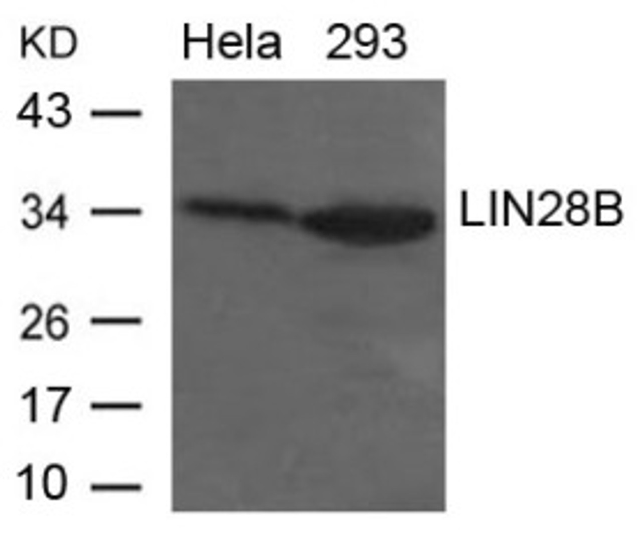 Western blot analysis of lysed extracts from HeLa and 293 cells using LIN28B Antibody.