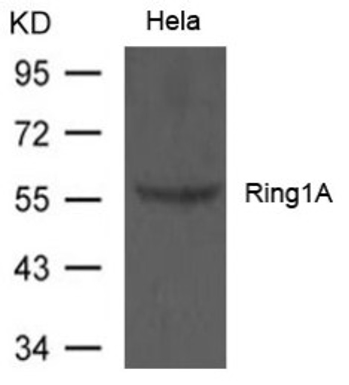Western blot analysis of extract from HeLa cells using Ring1A Antibody.