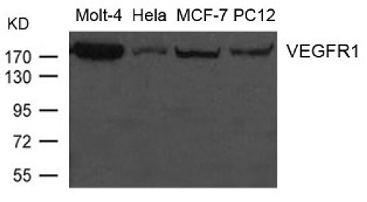 Western blot analysis of extract from Molt-4, HeLa, MCF-7 and PC12 cells using VEGFR1 Antibody.