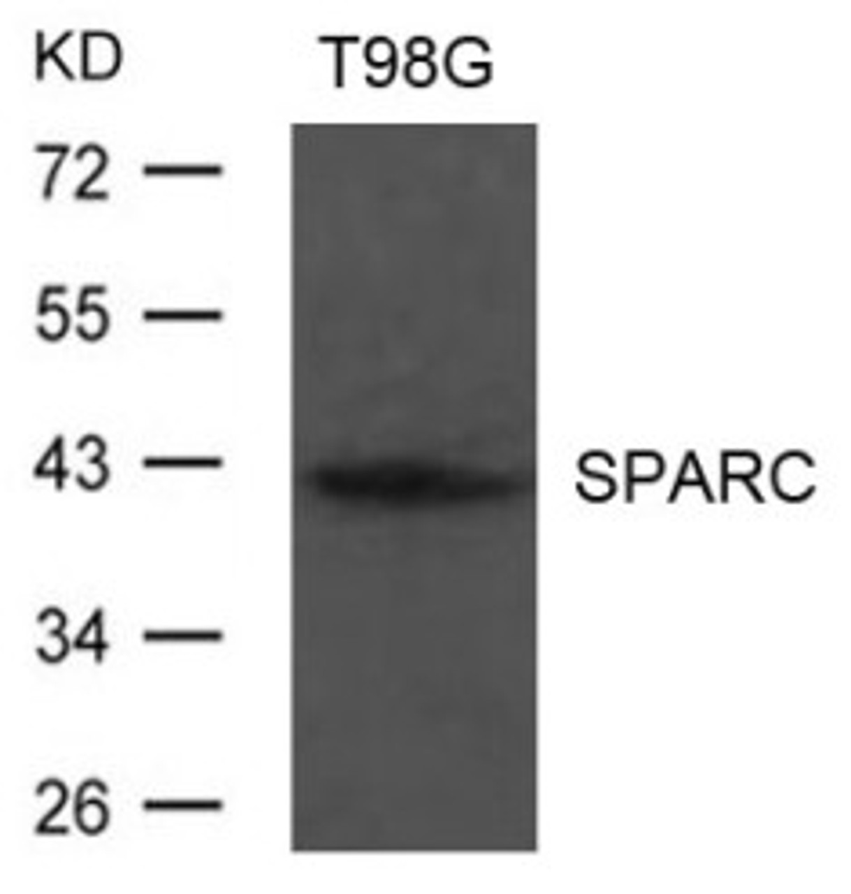 Western blot analysis of extract from T98G cells using SPARC Antibody.