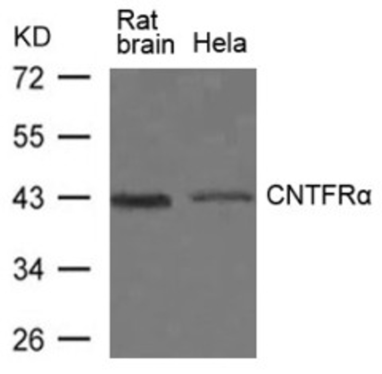 Western blot analysis of lysed extracts from Rat brain tissue and HeLa cells using CNTFR&#945; Antibody.