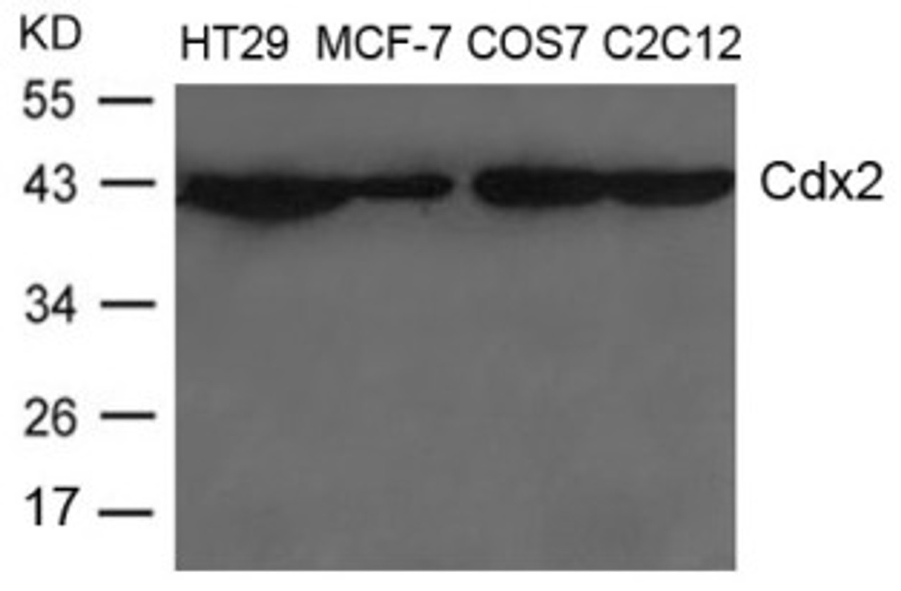 Western blot analysis of lysed extracts from HT-29, MCF-7, COS-7 and C2C12 cells using Cdx2 Antibody.