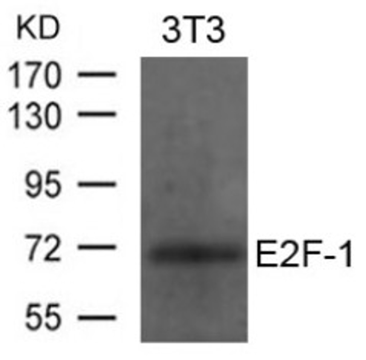 Western blot analysis of lysed extracts from 3T3 cells using E2F-1 Antibody .