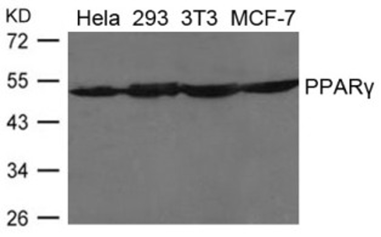Western blot analysis of lysed extracts from HeLa, 293, 3T3 and MCF-7 cells using PPAR&#947; Antibody.
