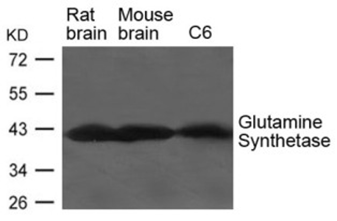 Western blot analysis of lysed extracts from Rat and Mouse brain tissue and C6 cells using Glutamine Synthetase Antibody.