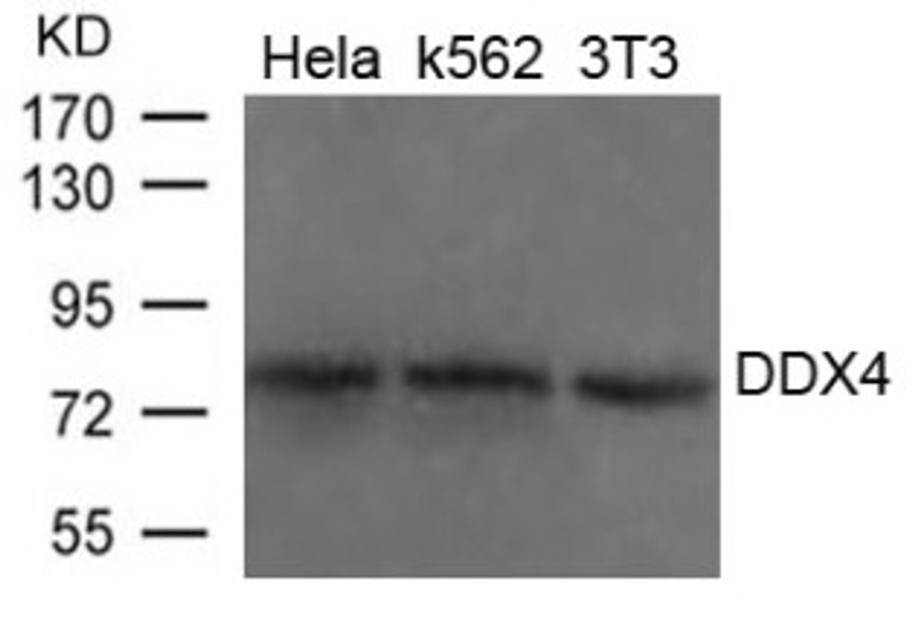 Western blot analysis of lysed extracts from HeLa, K562 and 3T3 cells using DDX4 Antibody.