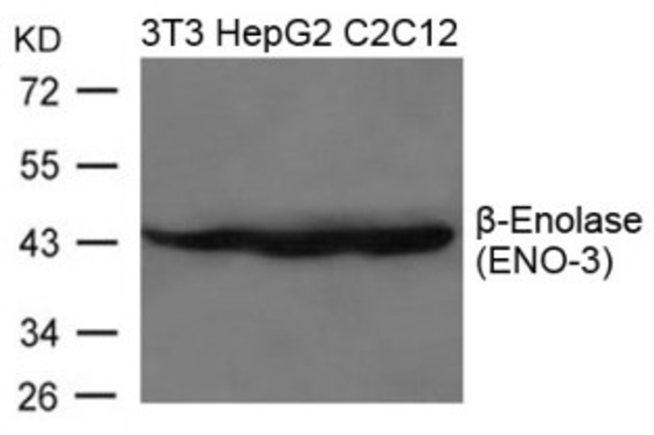 Western blot analysis of lysed extracts from 3T3, HepG2 and C2C12 cells using &#946;-Enolase (ENO-3) Antibody.