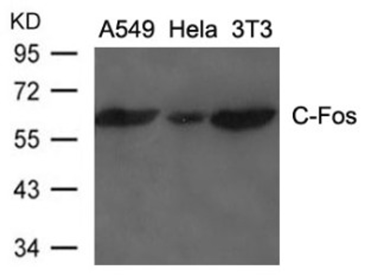 Western blot analysis of lysed extracts from A549, HeLa and 3T3 cells using C-Fos Antibody.