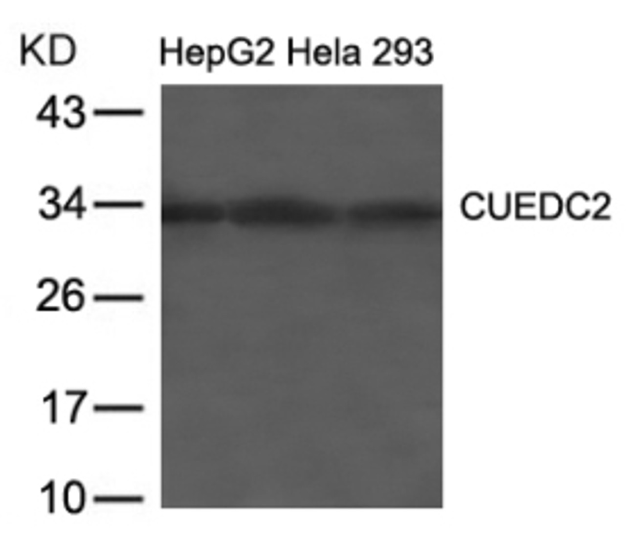 Western blot analysis of lysed extracts from HepG2, HeLa and 293 cells using CUEDC2 Antibody.