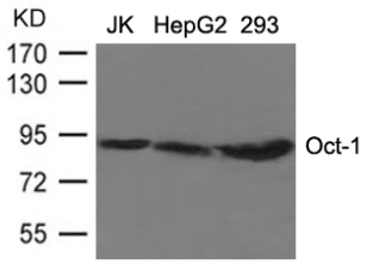 Western blot analysis of lysed extracts from JK, HepG2 and 293 cells using Oct-1 Antibody.