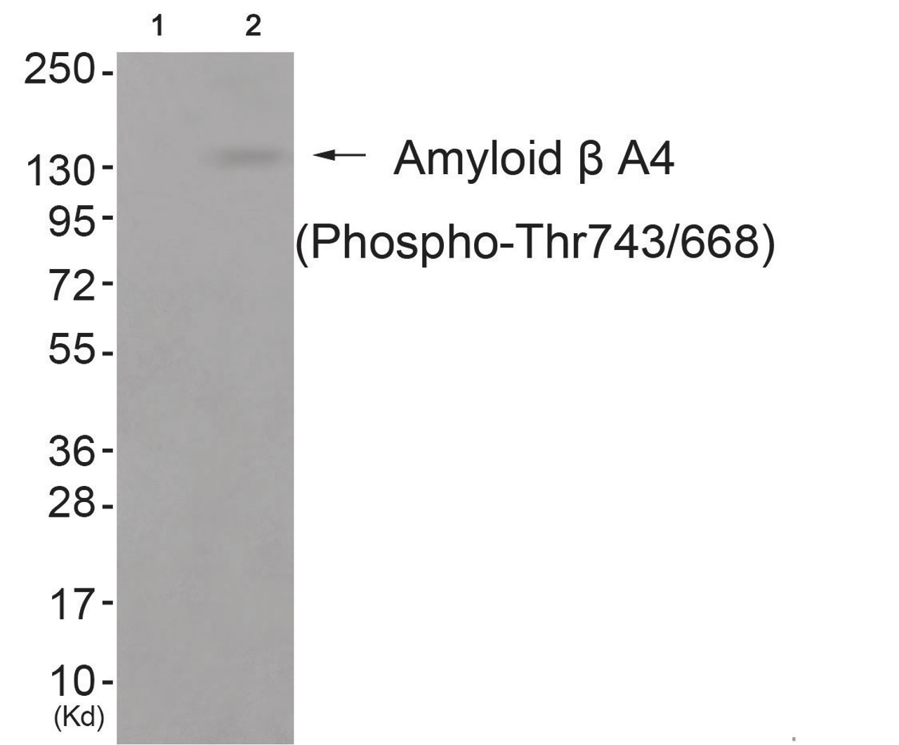 Western blot analysis of extracts from cos-7 cells (Lane 2) , using Amyloid beta A4 (Phospho-Thr743/668) Antibody. The lane on the left is treated with antigen-specific peptide.