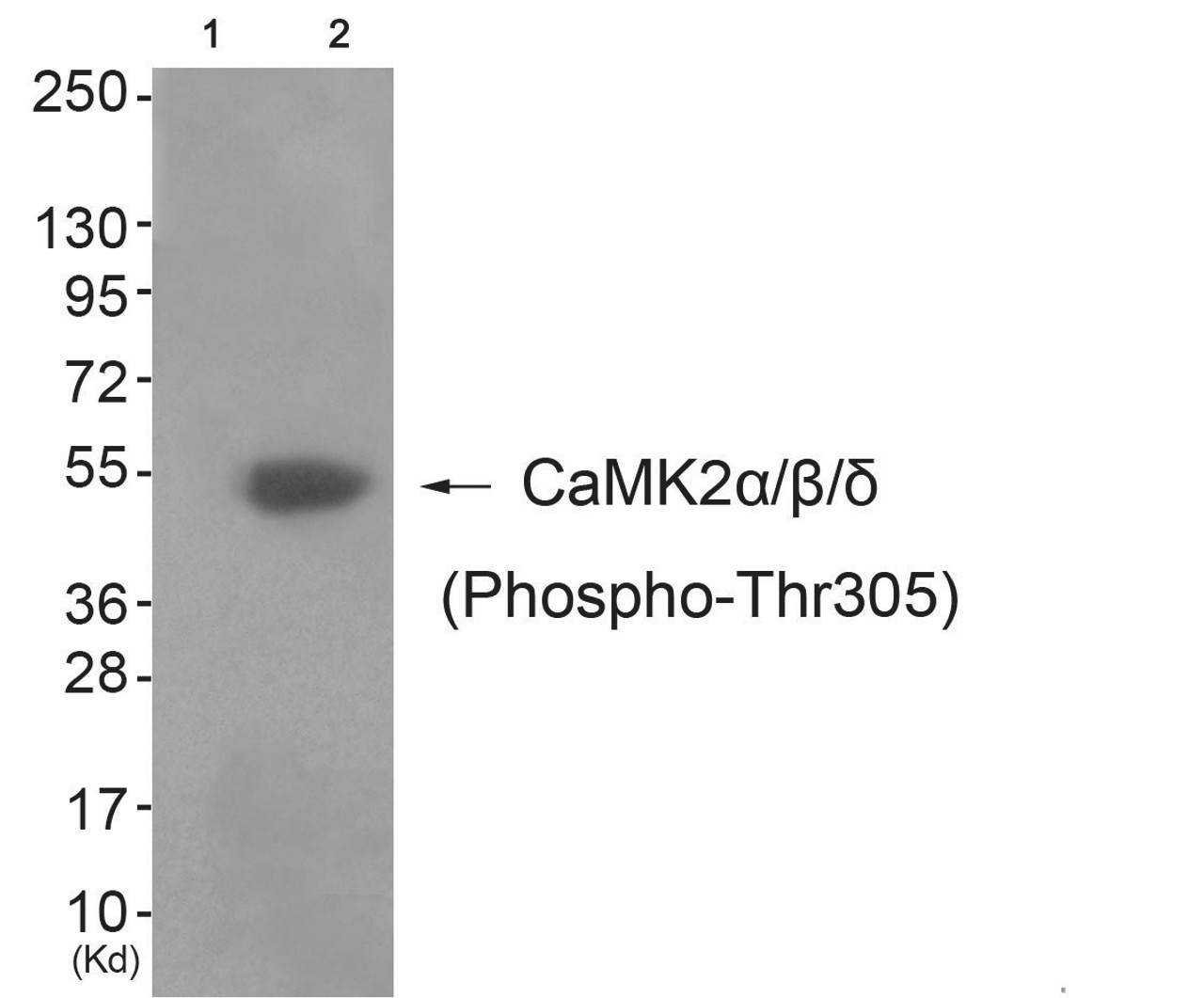 Western blot analysis of extracts from 3T3 cells (Lane 2) , using CaMK2alpha/beta/delta (Phospho-Thr305) Antibody. The lane on the left is treated with antigen-specific peptide.