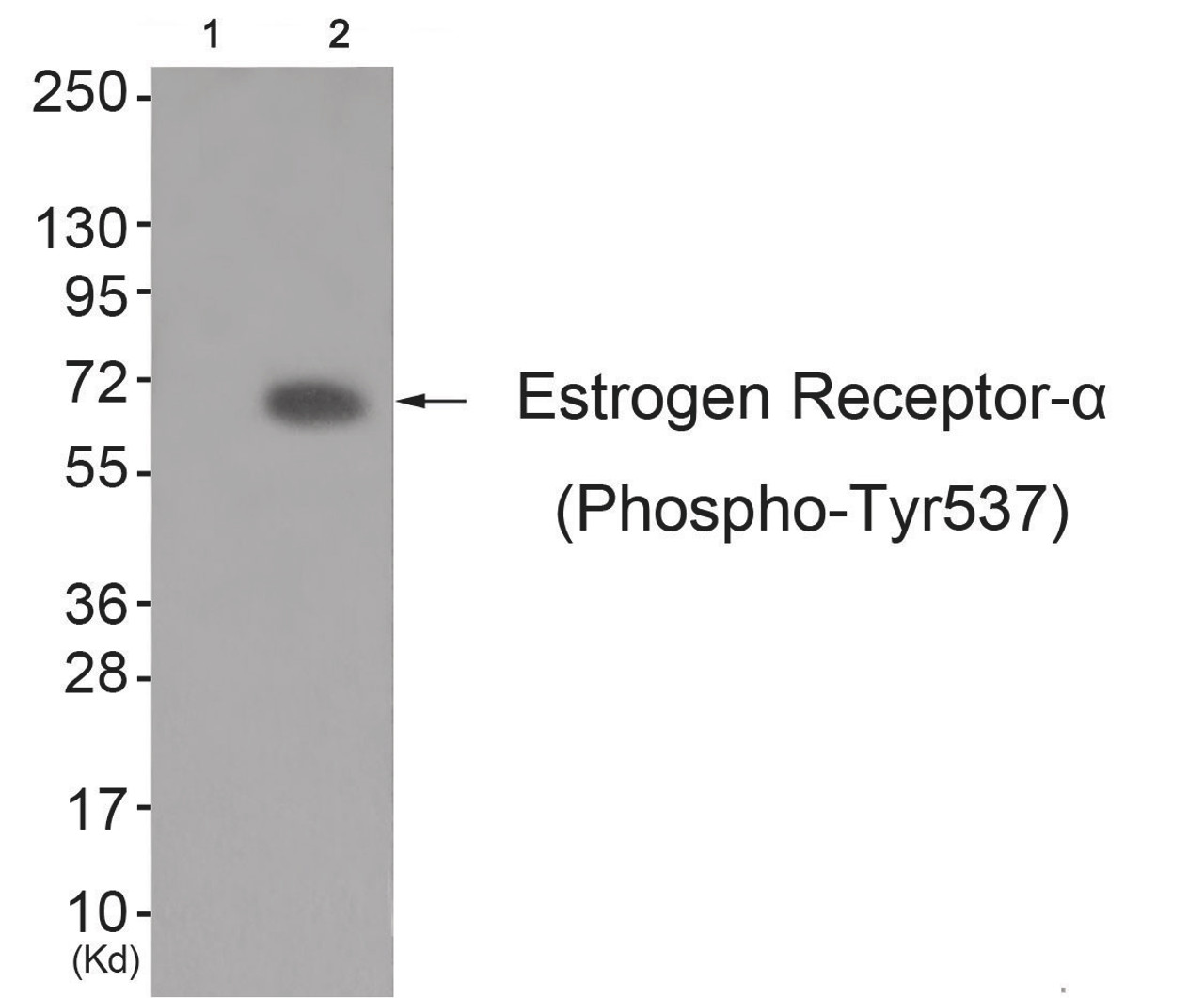 Western blot analysis of extracts from K562 cells (Lane 2) , using Estrogen Receptor-alpha (Phospho-Tyr537) Antibody. The lane on the left is treated with antigen-specific peptide.