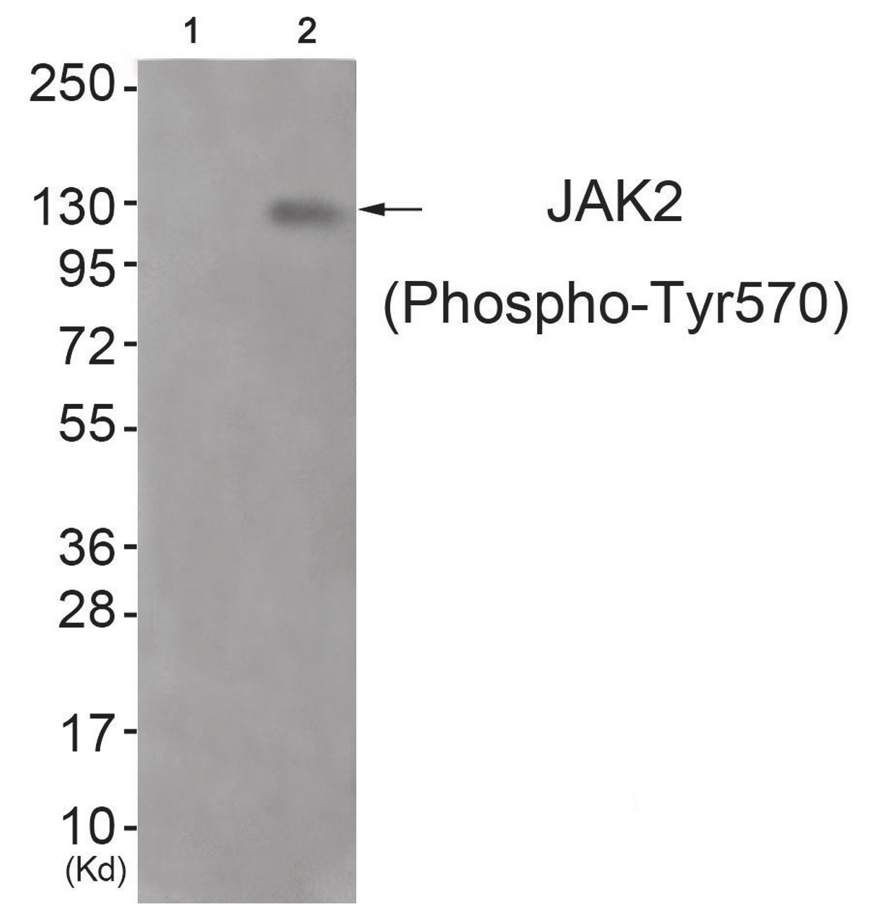 Western blot analysis of extracts from JK cells (Lane 2) , using JAK2 (Phospho-Tyr570) Antibody. The lane on the left is treated with antigen-specific peptide.