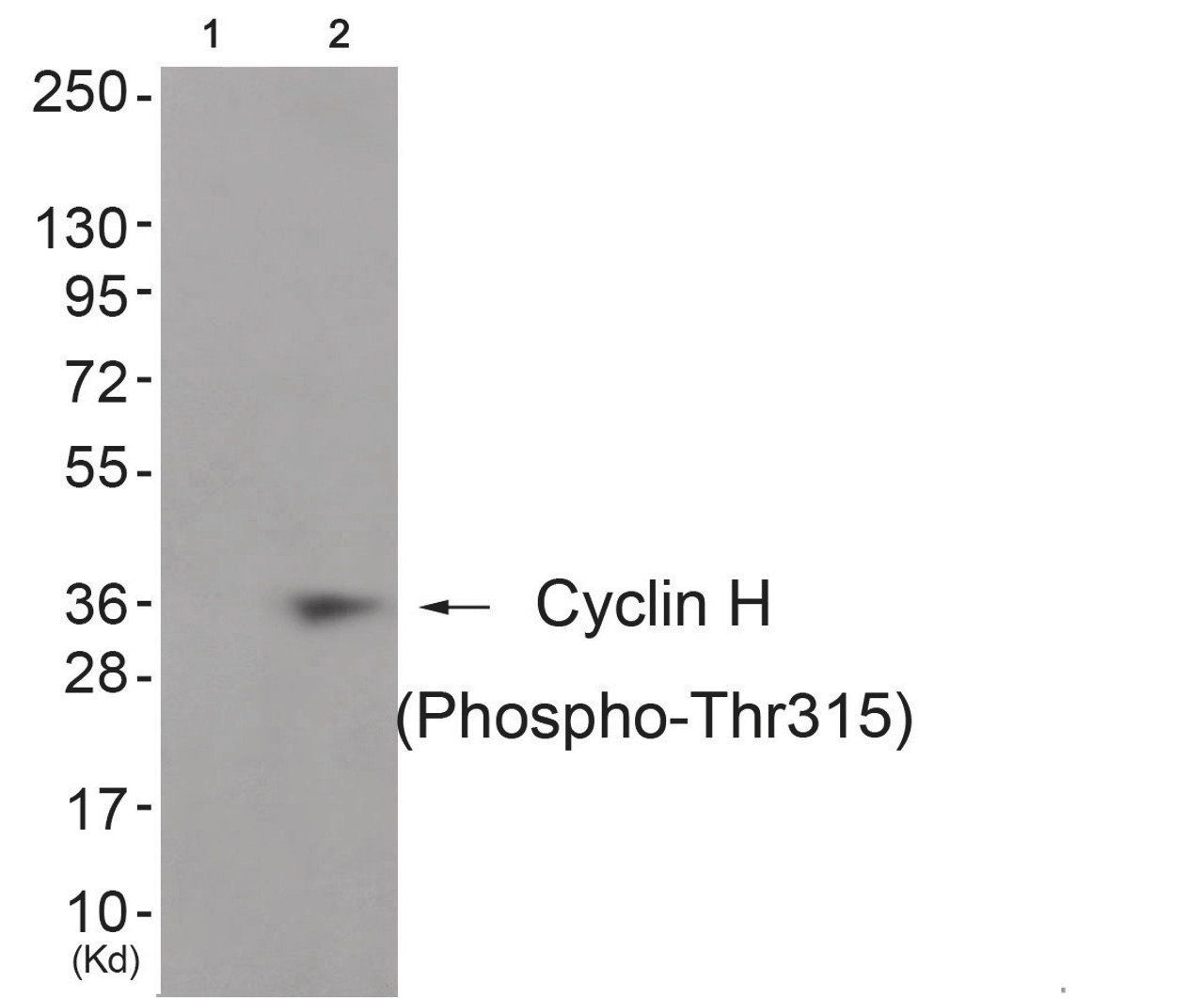 Western blot analysis of extracts from JK cells (Lane 2) , using Cyclin H (Phospho-Thr315) Antibody. The lane on the left is treated with antigen-specific peptide.