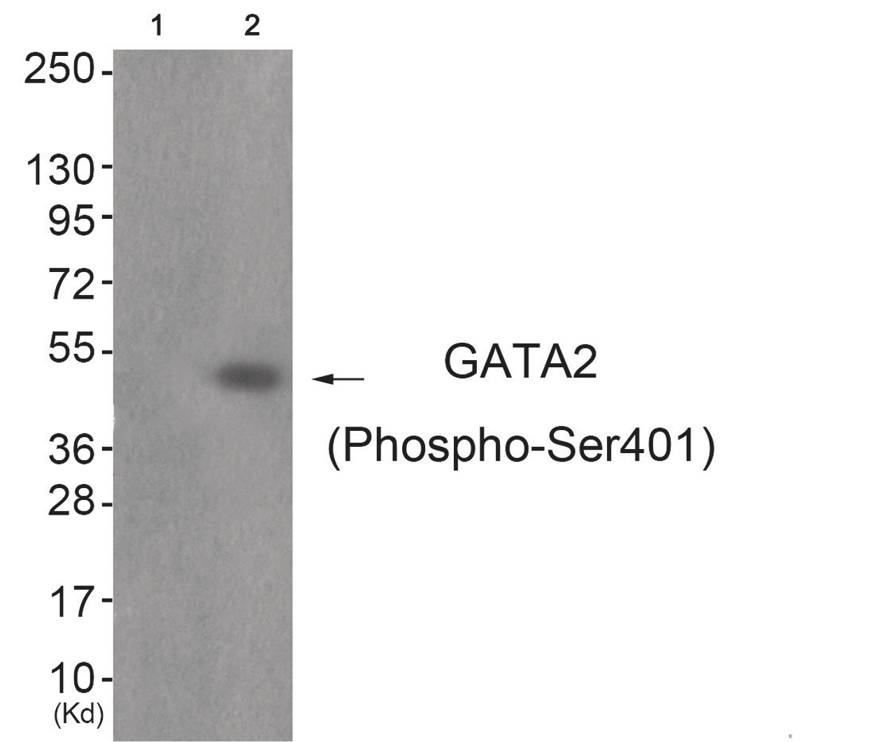 Western blot analysis of extracts from JK cells (Lane 2) , using GATA2 (Phospho-Ser401) Antibody. The lane on the left is treated with antigen-specific peptide.