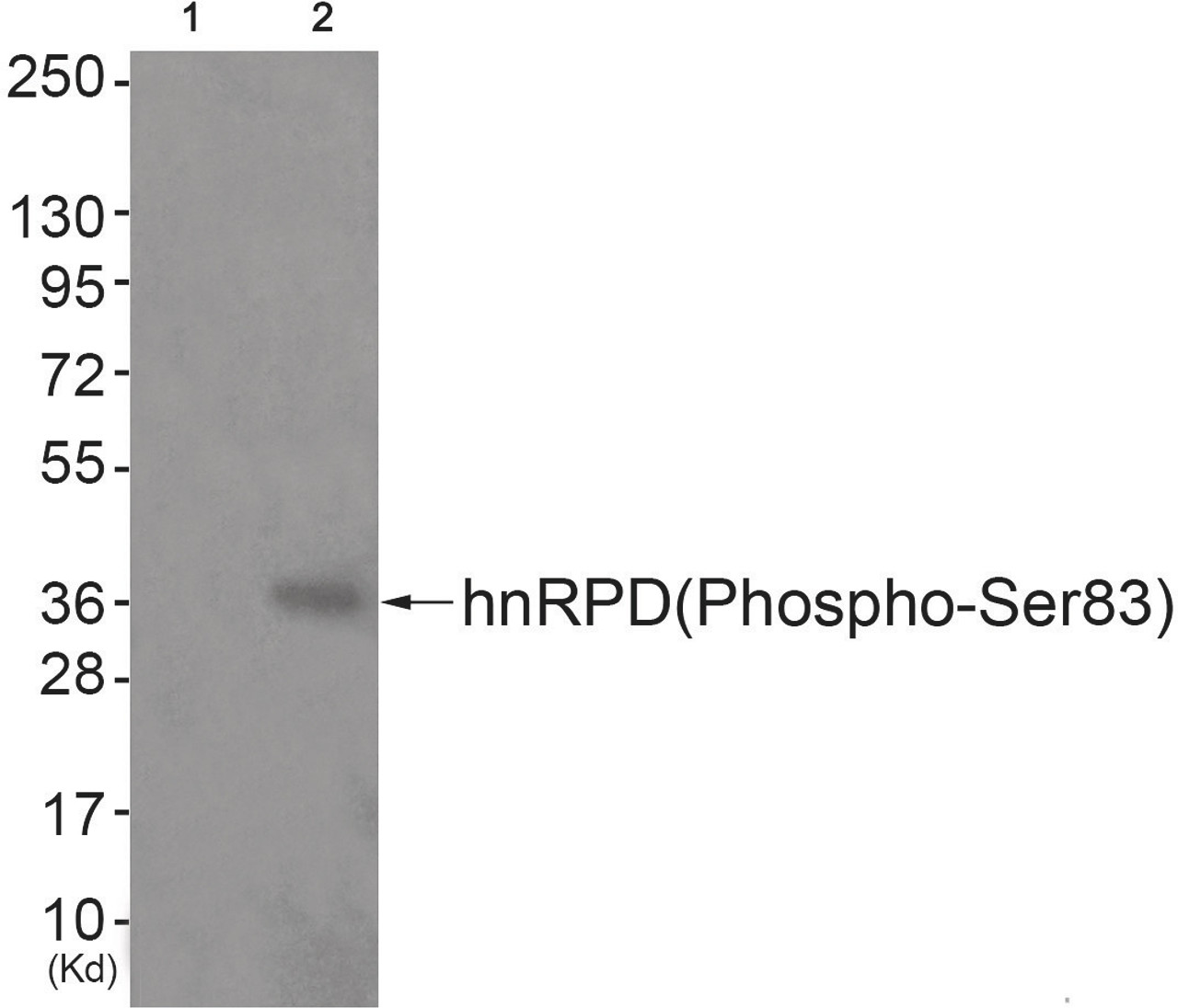 Western blot analysis of extracts from JK cells (Lane 2) , using hnRPD (Phospho-Ser83) Antibody. The lane on the left is treated with antigen-specific peptide.