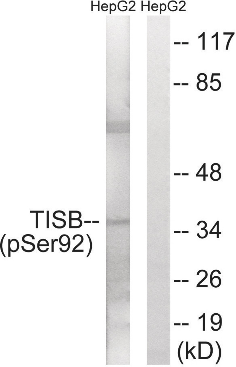 Western blot analysis of extracts from HepG2 cells using TISB (Phospho-Ser92) Antibody. The lane on the right is treated with the antigen-specific peptide.