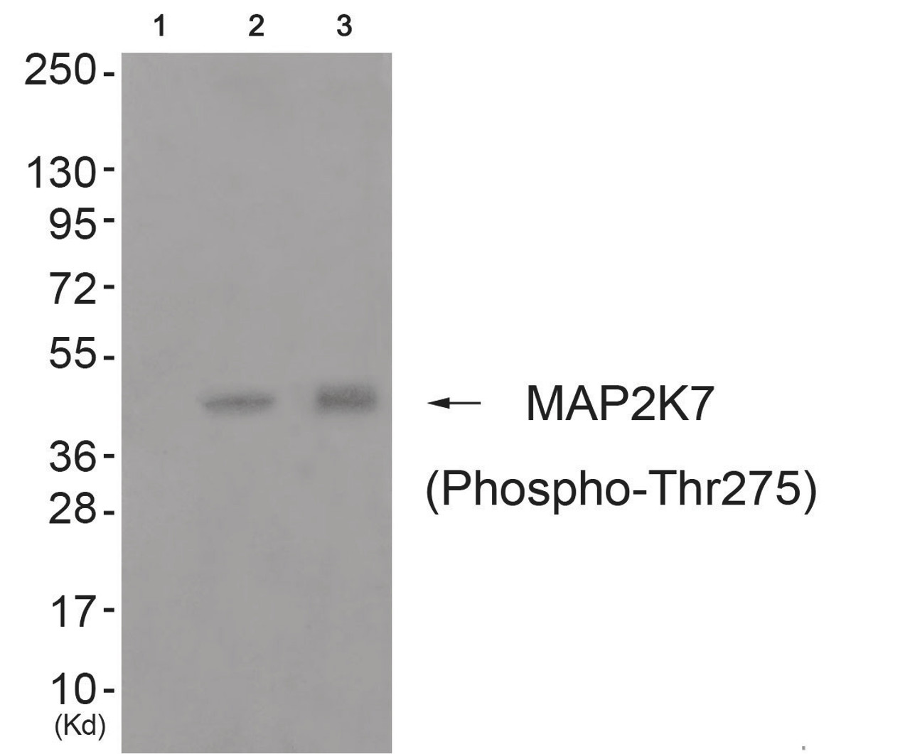 Western blot analysis of extracts from cos-7 cells (Lane 2) and 3T3 cells (Lane 3) , using MAP2K7 (Phospho-Thr275) Antibody. The lane on the left is treated with antigen-specific peptide.