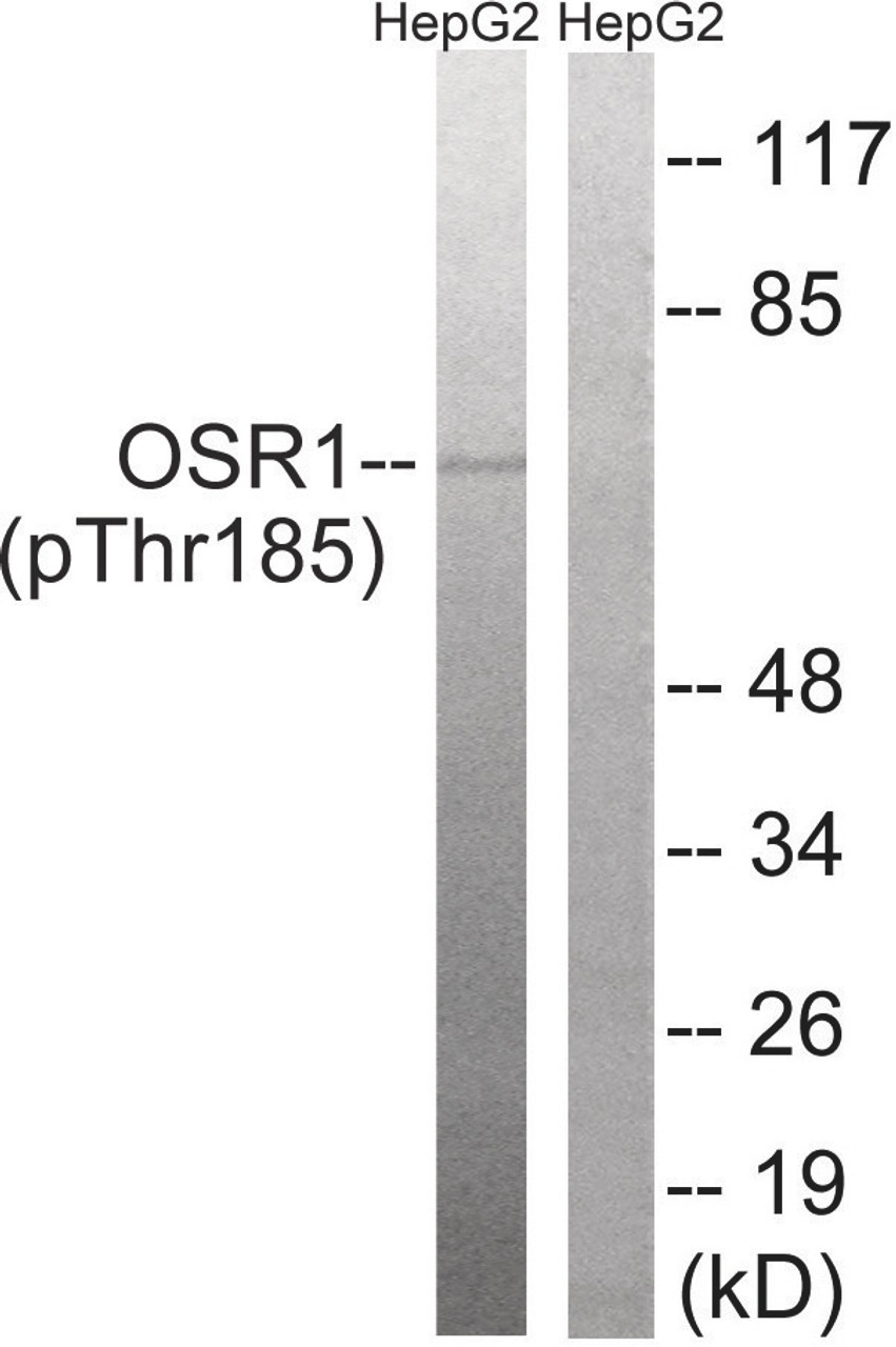 Western blot analysis of extracts from HepG2 cells treated with serum using OSR1 (Phospho-Thr185) Antibody. The lane on the right is treated with the antigen-specific peptide.