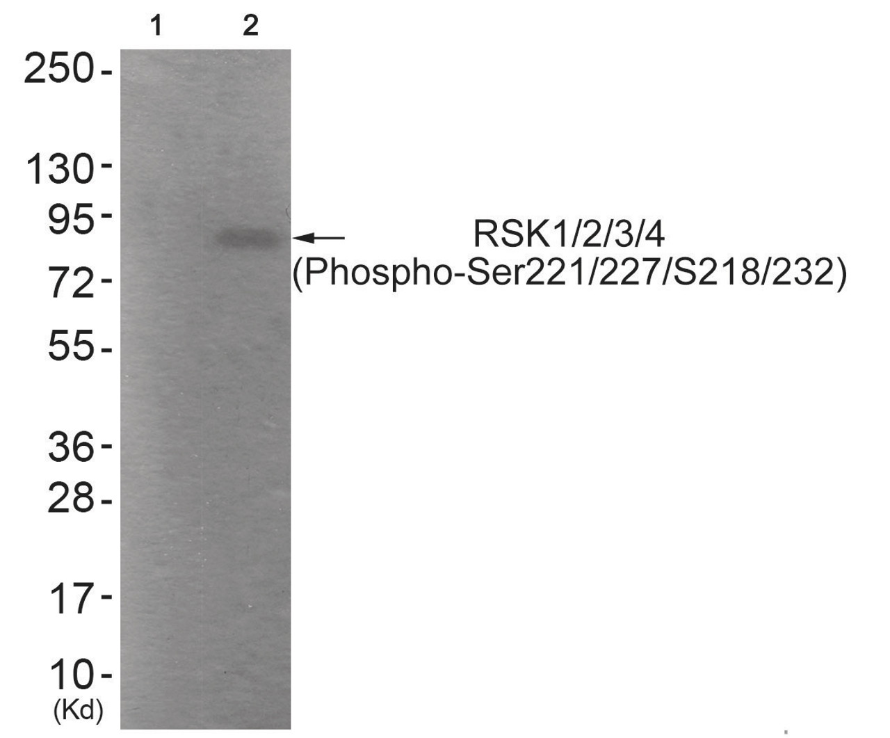 Western blot analysis of extracts from HepG2 cells (Lane 2) , using RSK1/2/3/4 (Phospho-Ser221/227/218/232) Antibody. The lane on the left is treated with antigen-specific peptide.