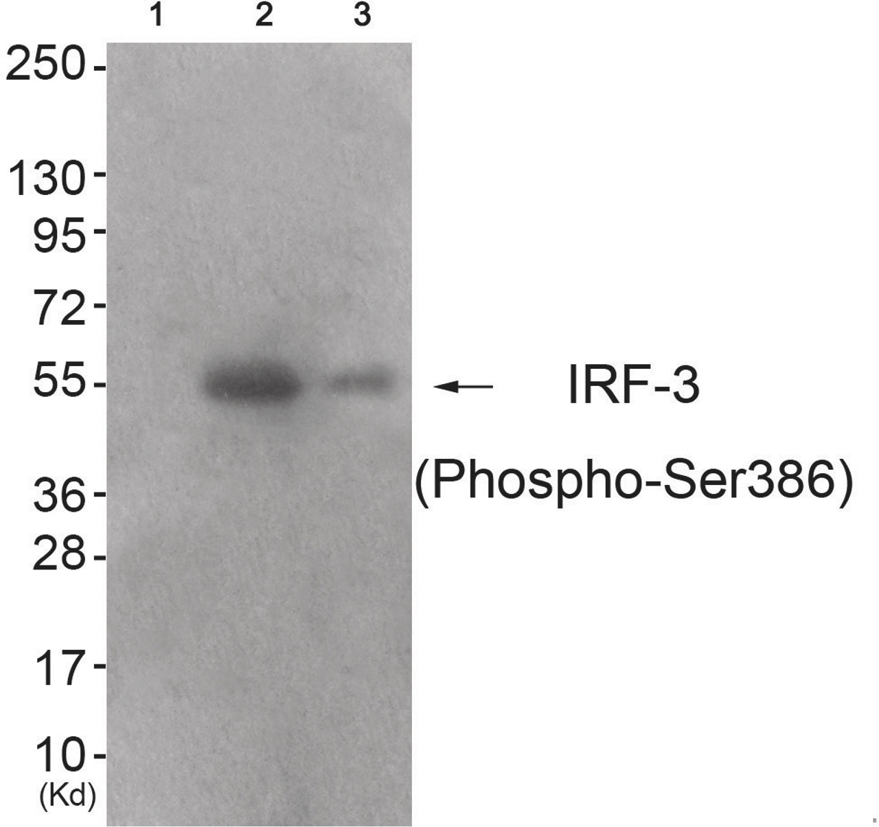 Western blot analysis of extracts from 293 cells (Lane 2) and colo cells (Lane 3) , using IRF-3 (Phospho-Ser386) Antibody. The lane on the left is treated with antigen-specific peptide.