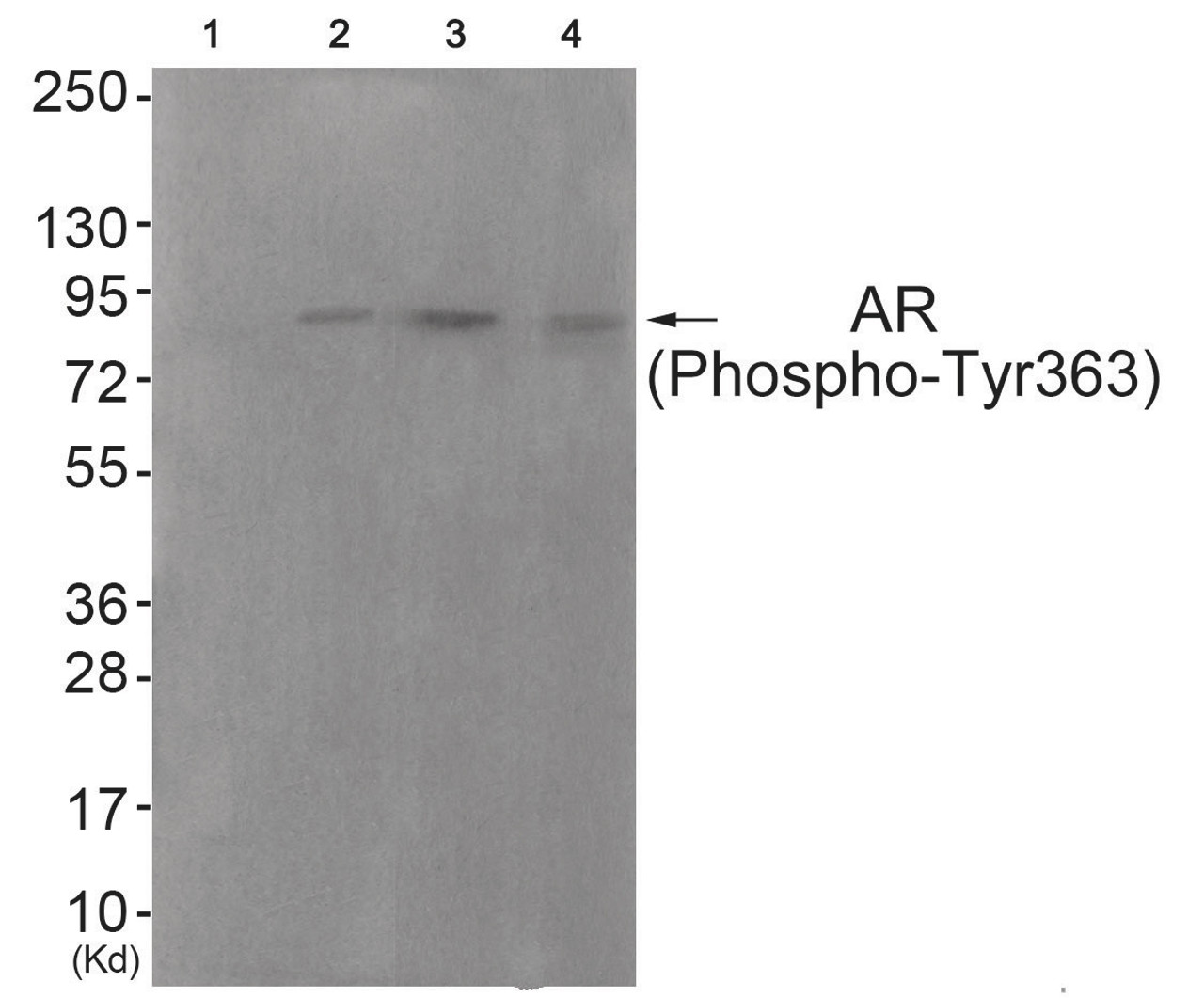 Western blot analysis of extracts from HuvEc cells (Lane 2) , COS7 cells (Lane 3) and JK cells (Lane 4) , using Androgen Receptor (Phospho-Tyr363) Antibody. The lane on the left is treated with antigen-specific peptide.