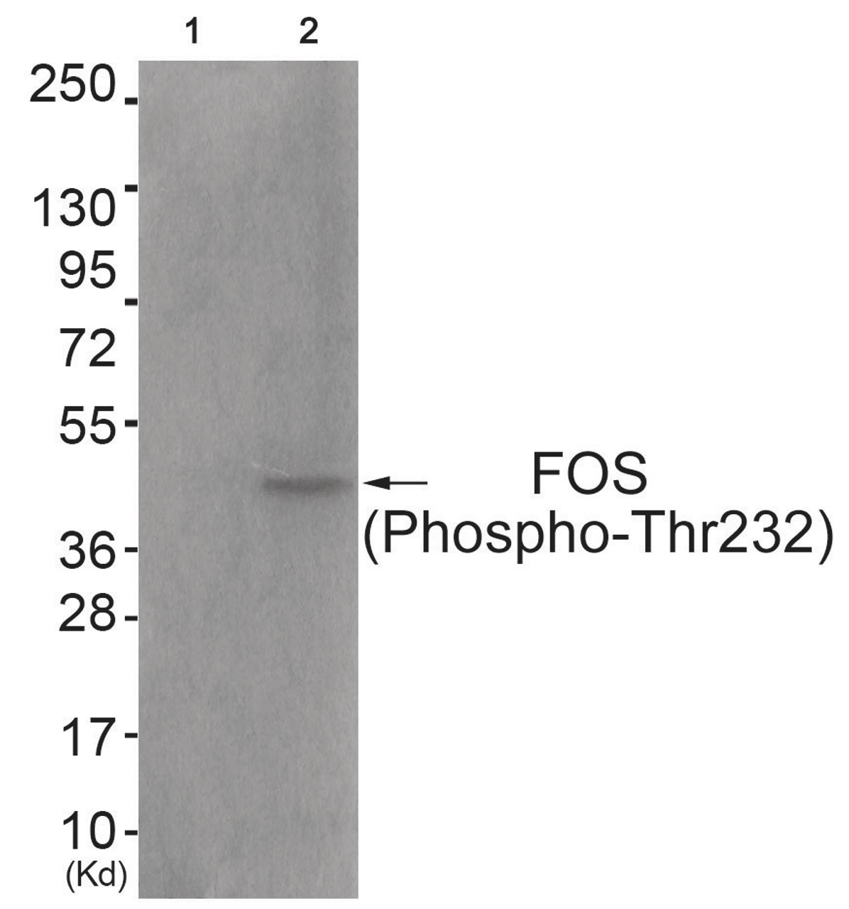 Western blot analysis of extracts from COS7 cells (Lane 2) , using FOS (Phospho-Thr232) Antibody. The lane on the left is treated with antigen-specific peptide.