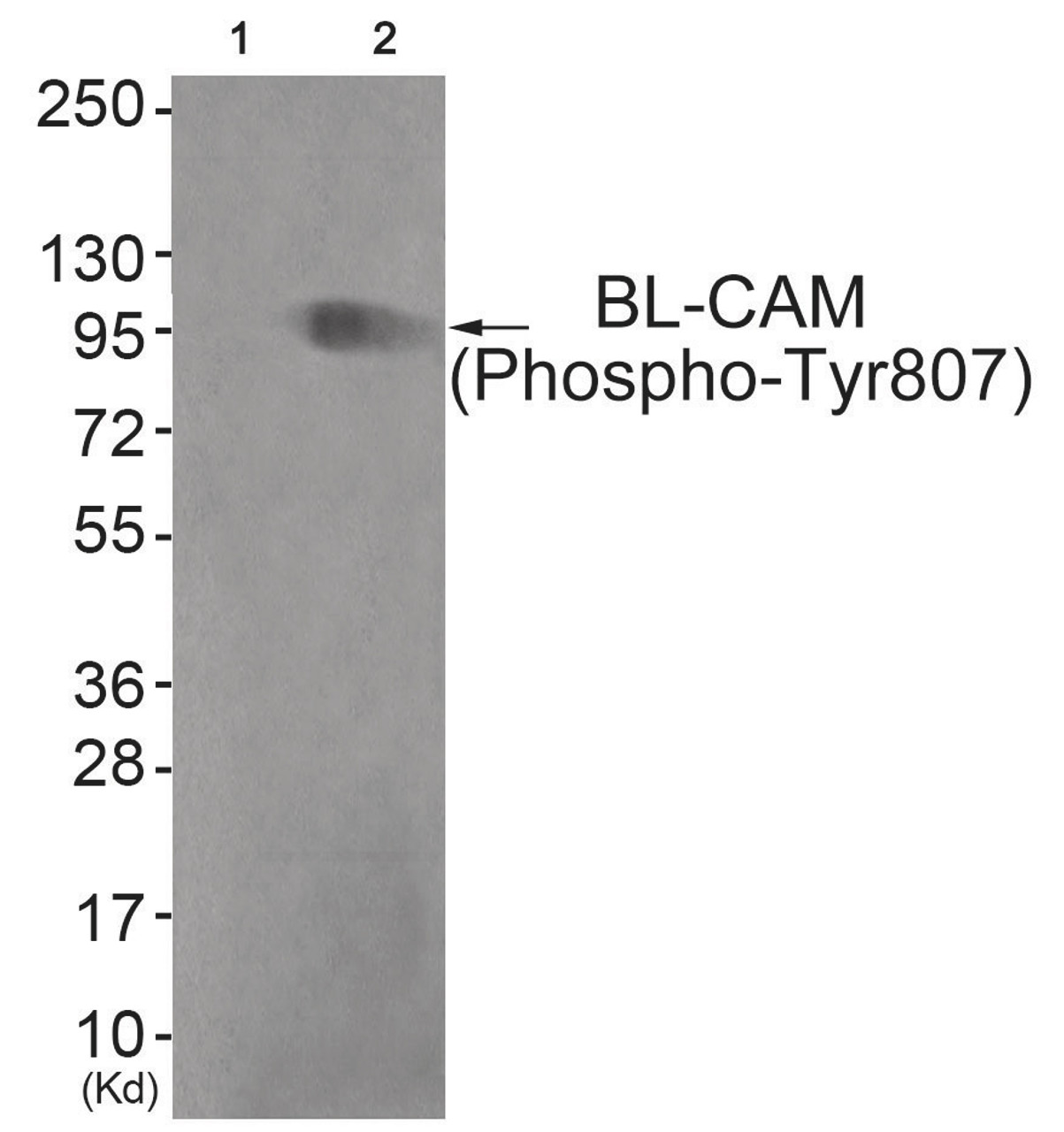 Western blot analysis of extracts from COS7 cells (Lane 2) , using BL-CAM (Phospho-Tyr807) Antibody. The lane on the left is treated with antigen-specific peptide.