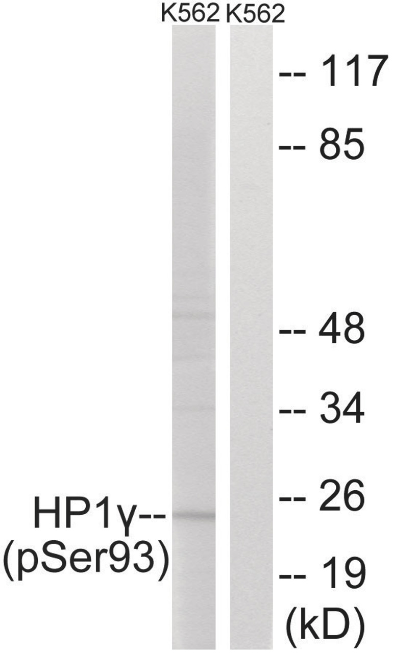 Western blot analysis of extracts from K562 cells treated with forskolin using HP1γ (Phospho-Ser93) Antibody. The lane on the right is treated with the antigen-specific peptide.