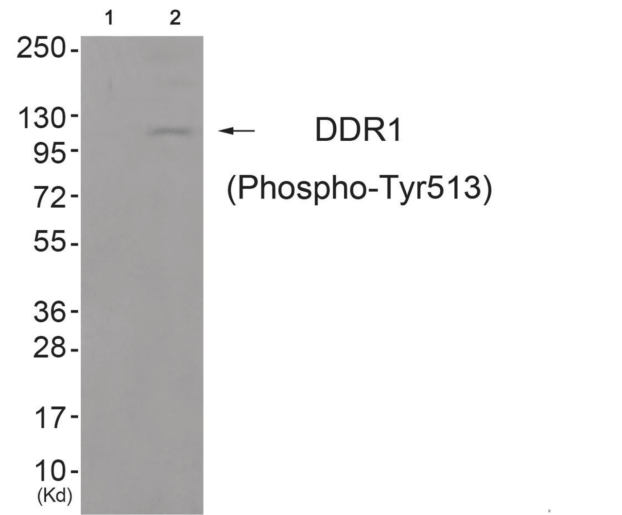 Western blot analysis of extracts from JK cells (Lane 2) , using DDR1 (Phospho-Tyr513) Antibody. The lane on the left is treated with antigen-specific peptide.