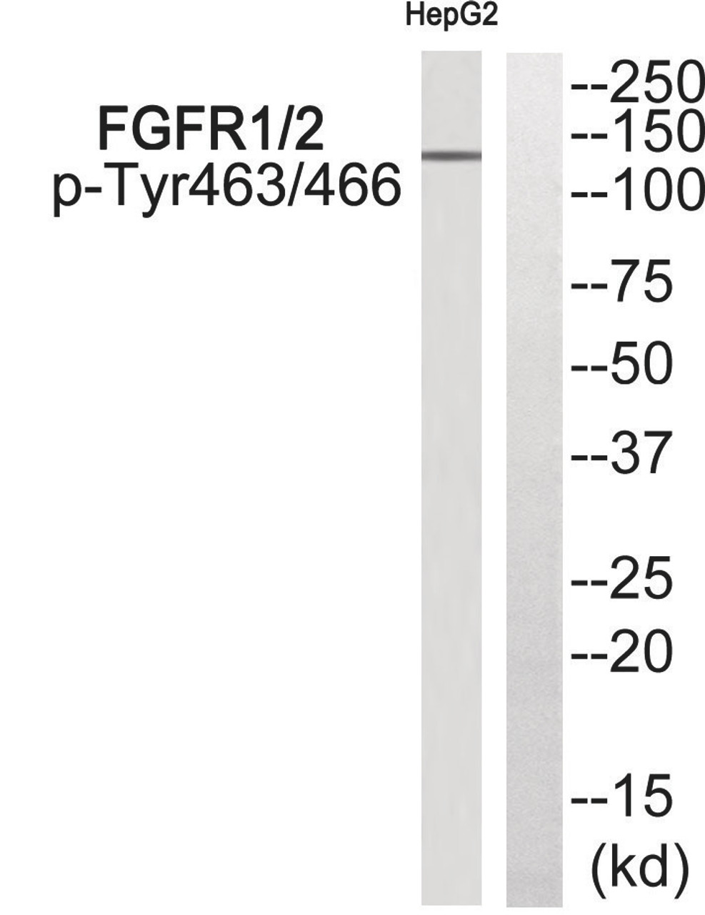 Western blot analysis of extracts from HepG2 cells using FGFR1/2 (Phospho-Tyr463/466) Antibody. The lane on the right is treated with the antigen-specific peptide.